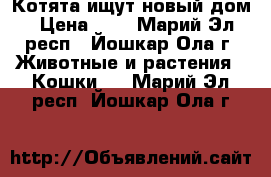 Котята ищут новый дом › Цена ­ 1 - Марий Эл респ., Йошкар-Ола г. Животные и растения » Кошки   . Марий Эл респ.,Йошкар-Ола г.